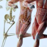 ¿Qué es la anatomía funcional?