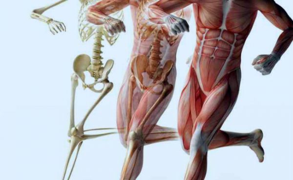 ¿Qué es la anatomía funcional?