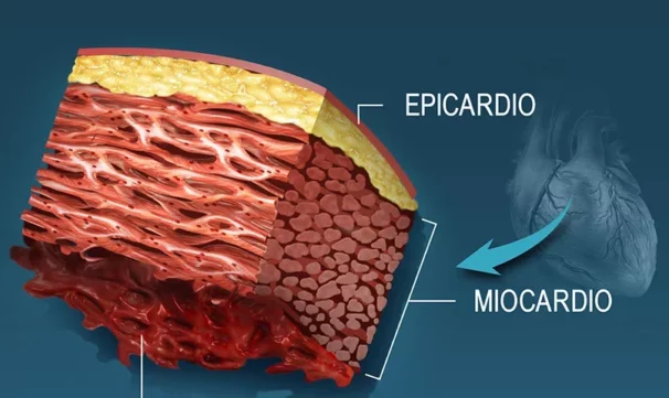 ¿Cuál es la función del epicardio?