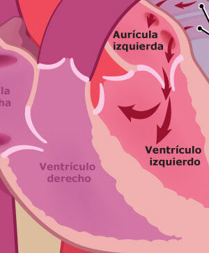 ¿Cuál es la función del tabique interventricular?
