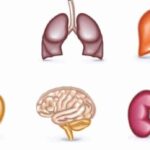 ¿Qué es la anatomía macroscópica?