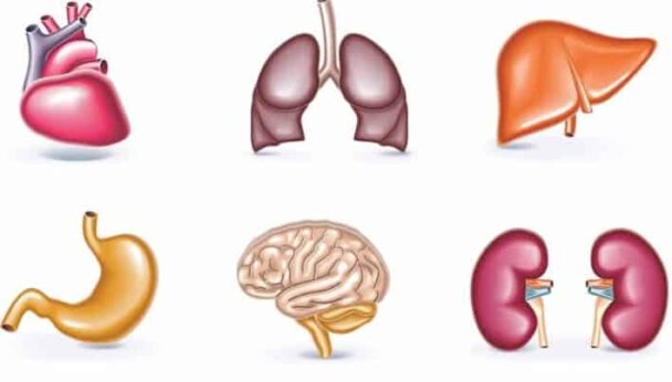 ¿Qué es la anatomía macroscópica?