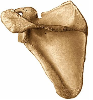 ¿Cuáles son los huesos planos?