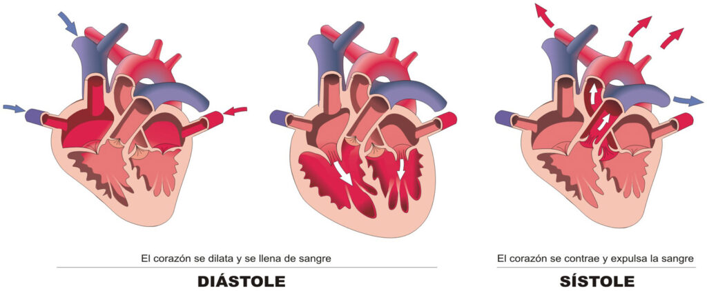 ¿Cuáles son las fases principales del ciclo cardiaco?