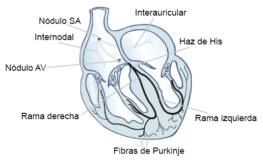 ¿Cuál es la función del haz de His?
