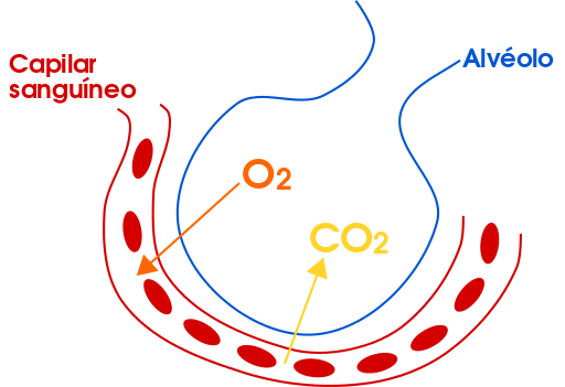 ¿En que consiste el intercambio gaseoso de la sangre en los pulmones?