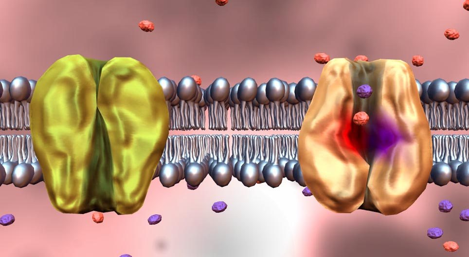 ¿Que son las proteínas de transporte de membrana?