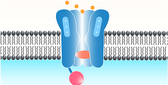 ¿Que son los canales de la membrana celular?