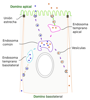 ¿Qué es la transcitosis?