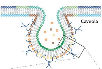 ¿Qué son las cavéolas?