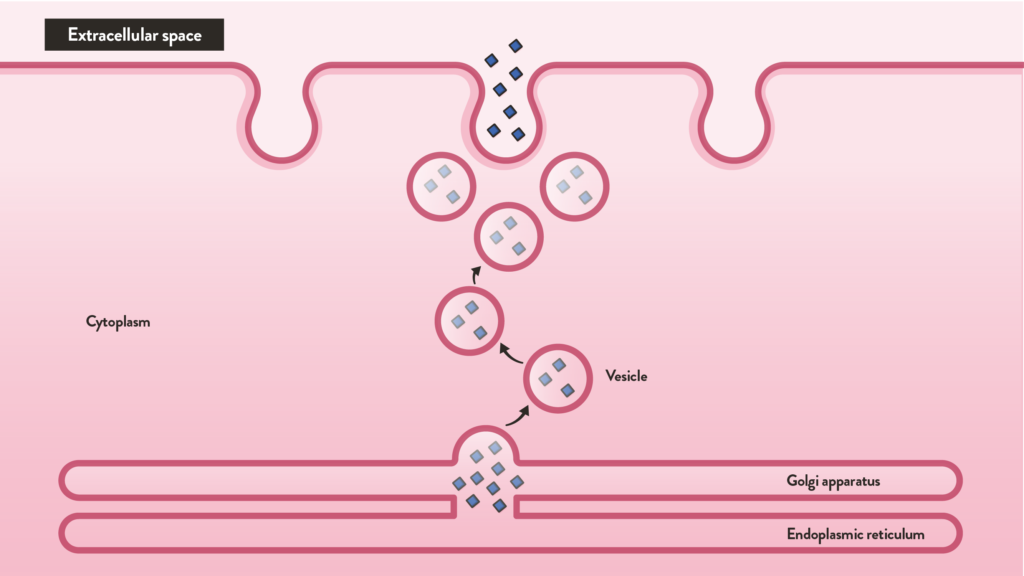 ¿Qué es la potocitosis?
