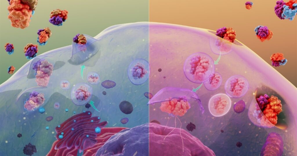 Equilibrio entre endocitosis y exocitosis