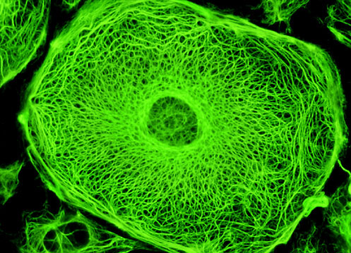 ¿Como mantienen la forma las células?