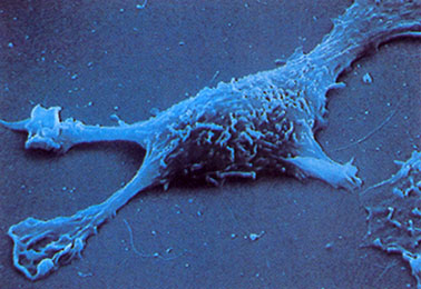 ¿Que controla la migracion celular?