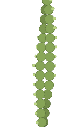 ¿De que se componen los microfilamentos de actina?
