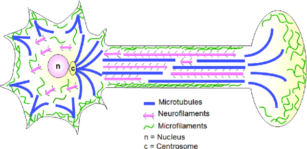 ¿Cual es la función de los neurofilamentos?