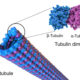 ¿Que proteína forma a los microtúbulos?