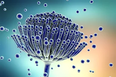 ¿Cuál es la causa de la Aspergilosis?