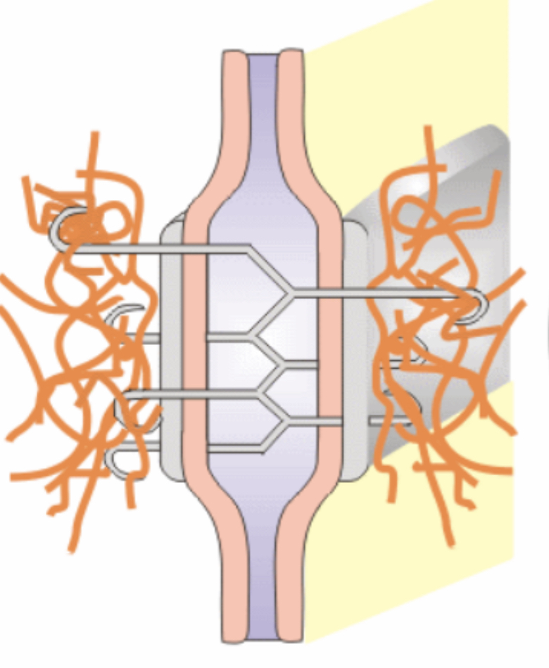 ¿Qué son las uniones de anclaje?