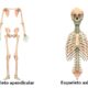 ¿Cuáles son los segmentos del esqueleto humano?