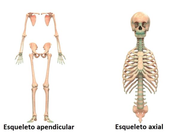 ¿Cuáles son los segmentos del esqueleto humano?