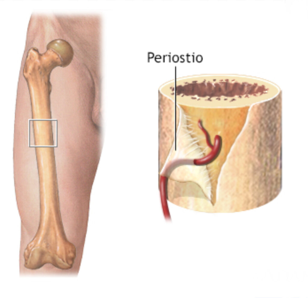 ¿Cuál es la función del periostio?