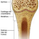 ¿Qué son los cartílagos epifisarios?