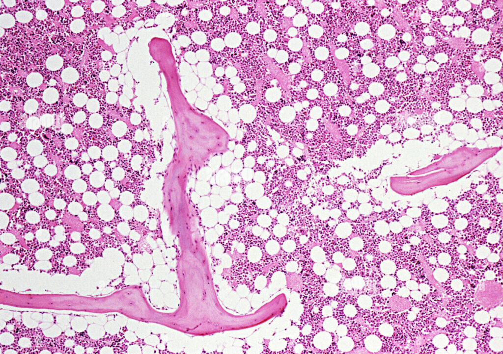 ¿Cómo esta vascularizada la médula ósea?