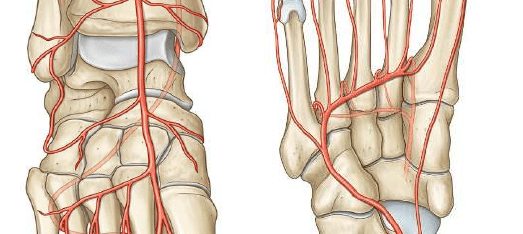 ¿Cómo es la vascularización de los huesos cortos?
