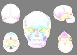 ¿Cómo se forma el cartílago de la cabeza?