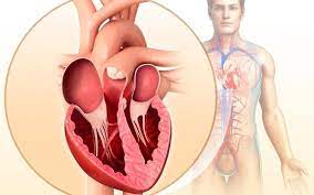 ¿Por qué hay diferencia en el grosor de las paredes de las cavidades cardiacas?
