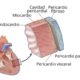¿Cuántas capas tienen las paredes del corazón?