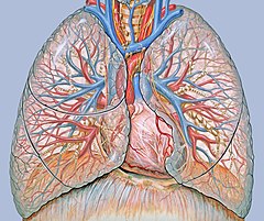 ¿Por que el lecho capilar pulmonar es un sistema de baja presión?