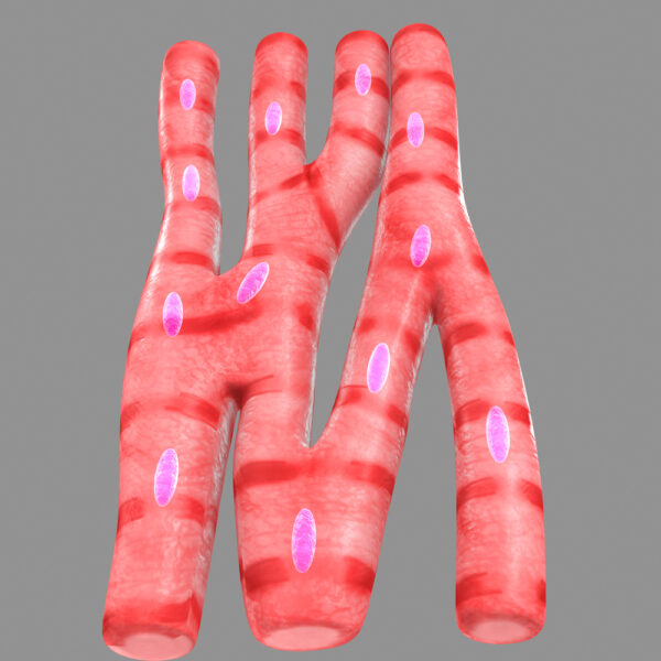 ¿Qué forma tienen las células miocardicas?