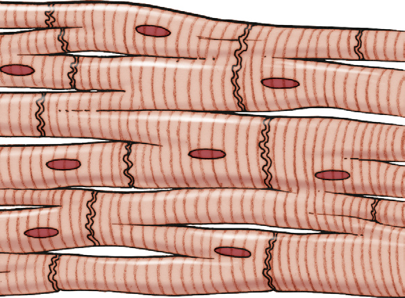 tipos de células cardiacas