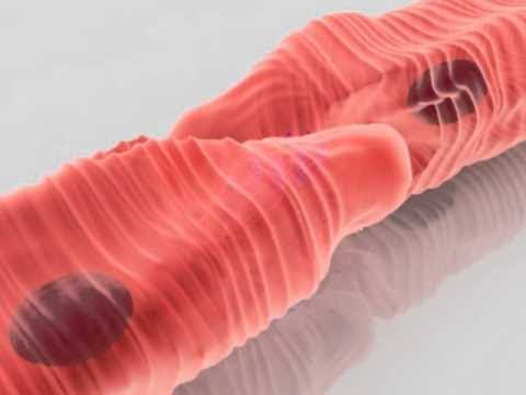 Capacidad de contractilidad de las células cardiacas