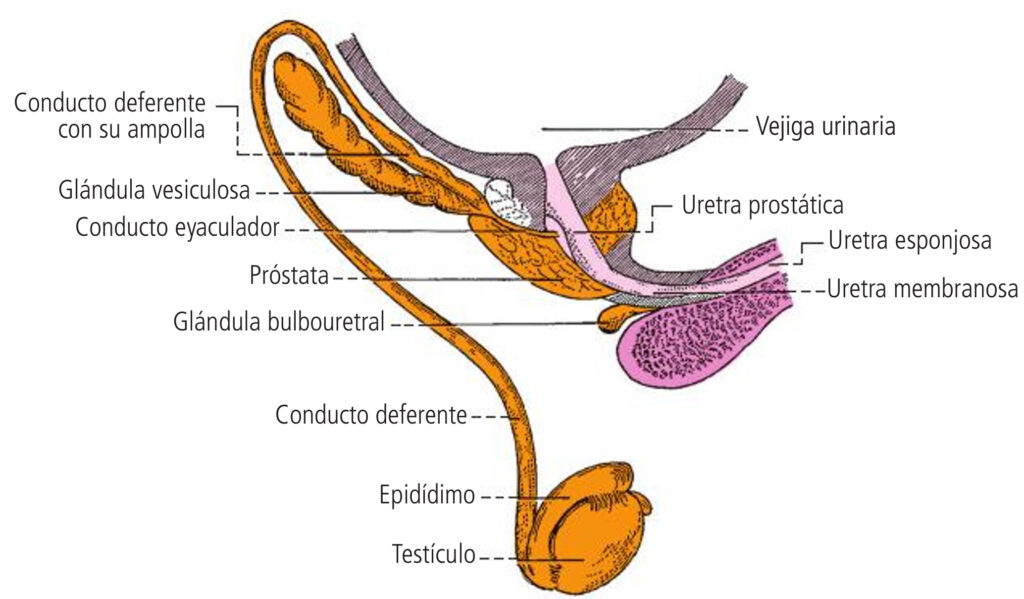 ¿Qué es el sistema genital masculino?