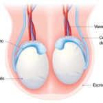 ¿Qué forma tiene el testículo?