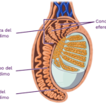 Anatomía del epidídimo