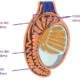 Anatomía del epidídimo