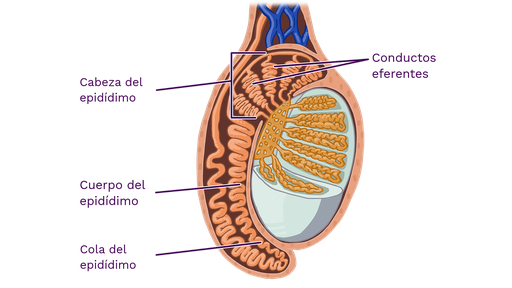 Anatomía del epidídimo