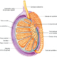 Constitución interna de los testículos y epidídimo
