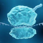 Síntesis de proteínas en los ribosomas libres