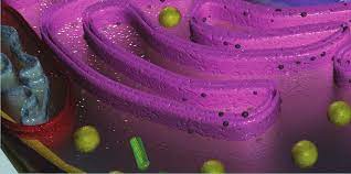 Síntesis de proteínas en los ribosomas del retículoendoplásmico