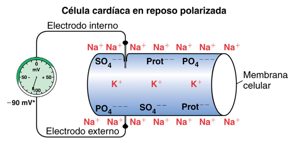 Comportamiento de los iones en una célula cardiaca en reposo