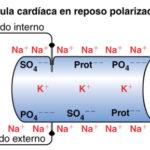 Comportamiento de los iones en una célula cardiaca en reposo