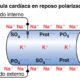 Comportamiento de los iones en una célula cardiaca en reposo