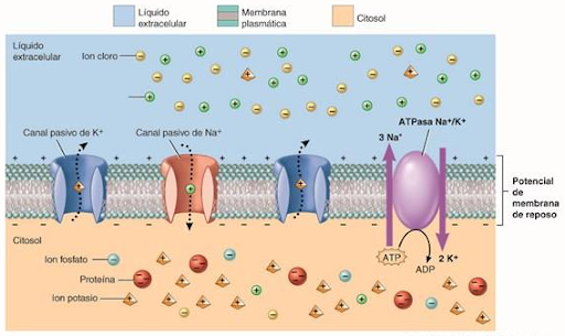 ¿Qué es la despolarización de células cardiacas?