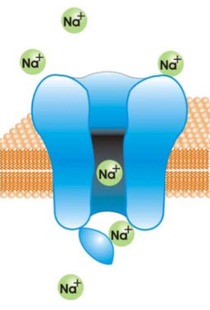 Apertura de canales de sodio rápidos en la célula cardiaca