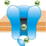 Apertura de canales de sodio rápidos en la célula cardiaca